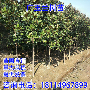 广玉兰树苗荷花白玉兰别墅庭院风景大树绿化苗四季常青不落叶植物