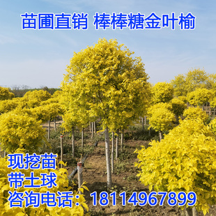 金叶榆树苗大树嫁接棒棒糖造型树耐寒别墅庭院绿化工程风景行道树