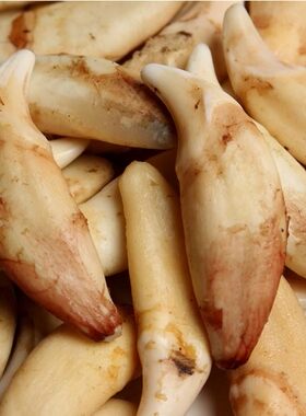 原色狗牙齿宝宝吊坠饰品