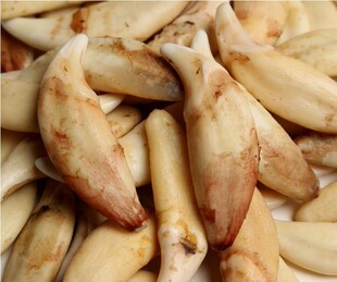 黑狗牙天然 狗牙 真狗牙齿 吊坠原色牙齿 宝宝儿童吊坠项链