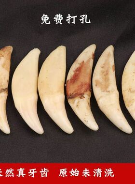 真黑狗狗牙藏獒儿童项链