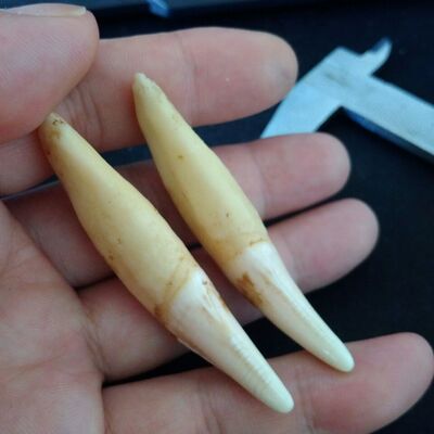 黑狗牙原色真牙齿黑狗牙狗牙原色