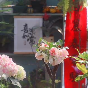 【嘉瑞】 耐寒灌木 海棠 垂丝海棠 大花彩玉 盆栽苗