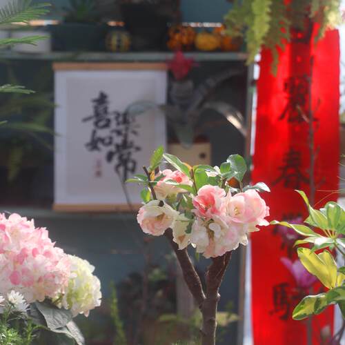 【嘉瑞】 耐寒灌木 海棠 垂丝海棠 大花彩玉 盆栽苗