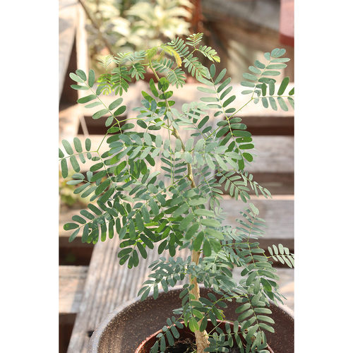 【嘉瑞】 块根植物 黑猴刺树 室内自愈型小树