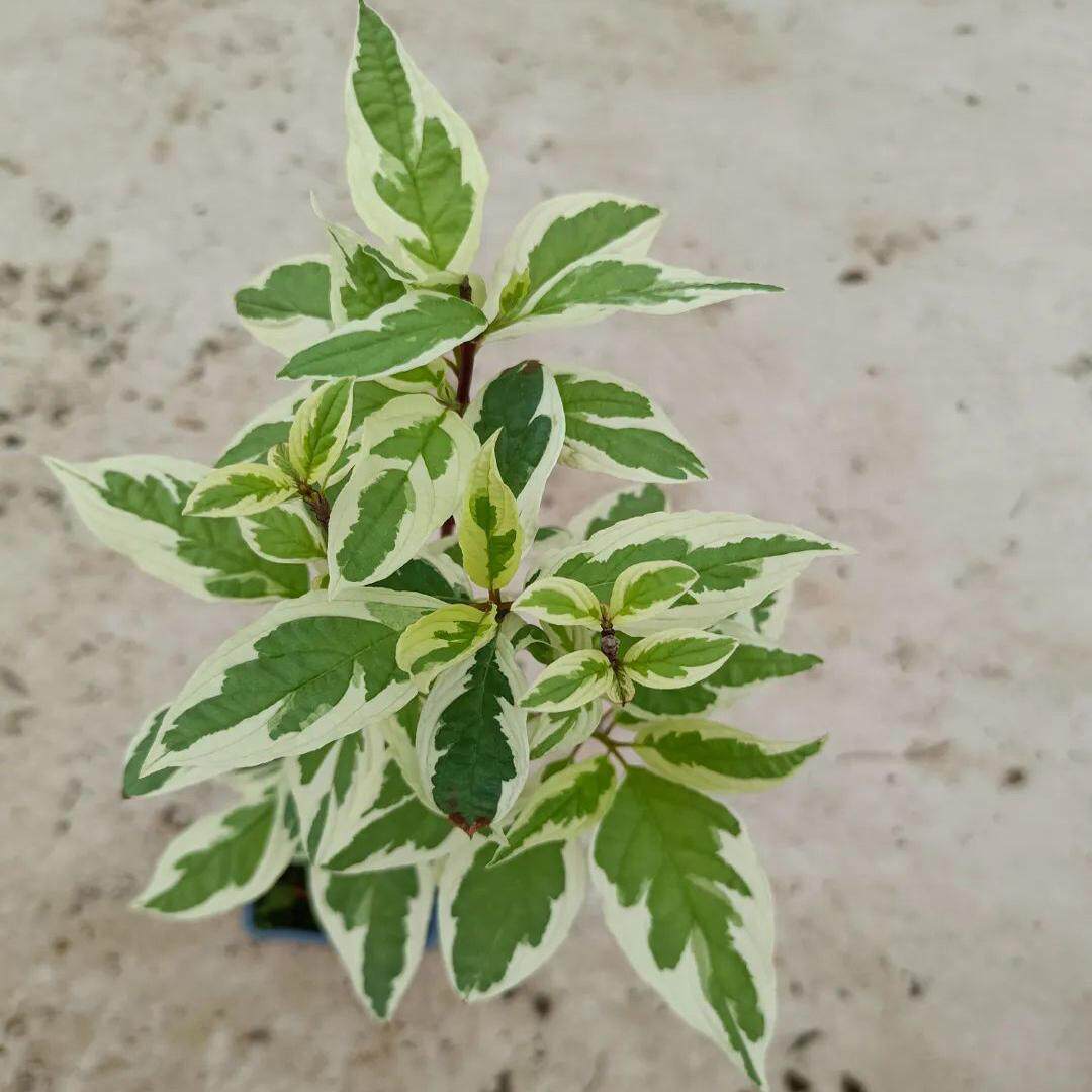 【嘉瑞】进口耐寒灌木 花叶红瑞木"象牙光环"盆栽苗