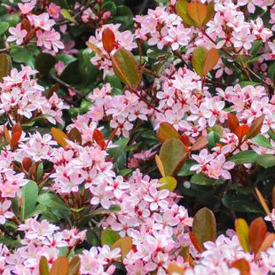 【嘉瑞】常绿耐寒耐旱花灌木  粉团石斑木