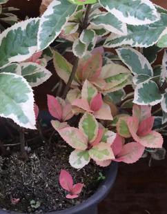 【嘉瑞】  常绿花叶灌木 花叶紫金牛盆栽苗