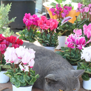 【嘉瑞】开花机器室内花卉 迷你仙客来 盆栽苗