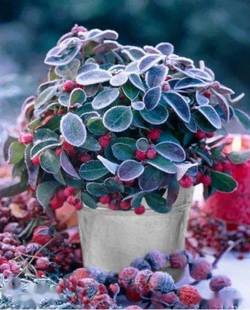 【嘉瑞】常绿圣诞果 平铺白珠树盆栽苗