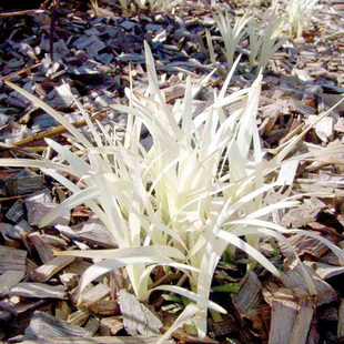 【嘉瑞】耐寒耐热英国山麦冬“纯金啤酒” 麦冬“黑龙” 盆栽苗