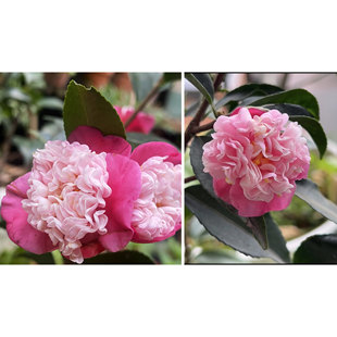 【嘉瑞】常绿灌木茶梅 茶花 梦 香珍珠 港之春 马歇尔 盆栽苗