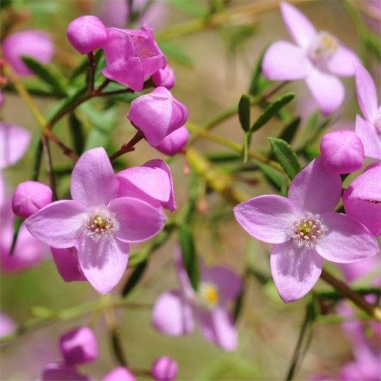 【嘉瑞】常绿 芳香灌木 粉花博洛尼 盆栽苗