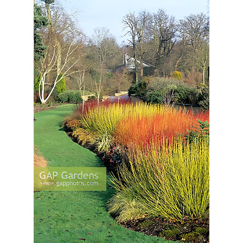 【嘉瑞】进口 新品 耐寒灌木红瑞木冬日火焰 白金盆栽苗