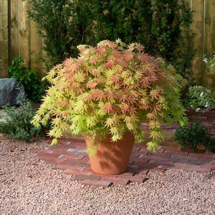 12.24直播专用 【嘉瑞】一物一拍  植物盆栽  偏远不发