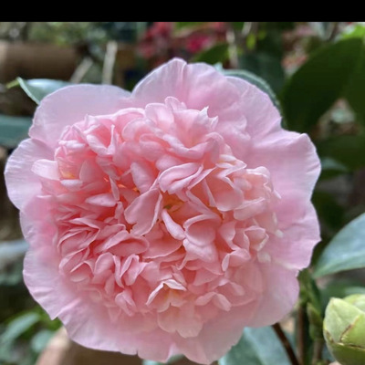 【嘉瑞】常绿灌木茶花 嫁接 马可波罗 楼兰花 莲花世界