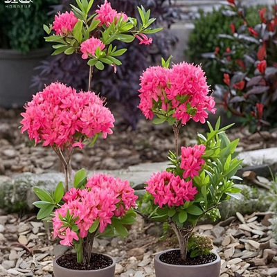 【嘉瑞】 落叶杜鹃 国产组培小苗 耐寒早春开花 花量大