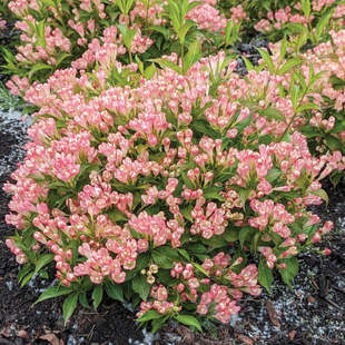 【嘉瑞】 耐寒开花灌木 迷你锦带花“粉桃子” 盆栽苗