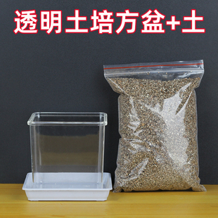 透明方盆带营养土带土塑料小花盆观察儿童种植小盆栽幼儿园小学生