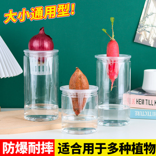 塑料透明水培器皿花盆萝卜红薯土豆绿植种球郁金香根茎植物定植篮