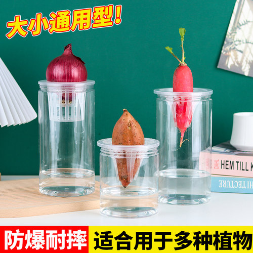 塑料透明水培器皿花盆萝卜红薯土豆绿植种球郁金香根茎植物定植篮