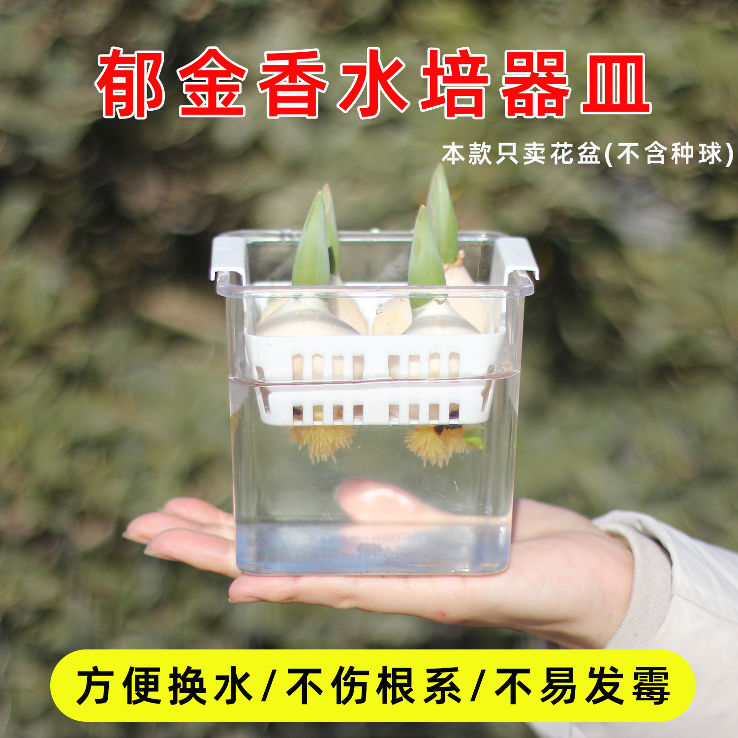 郁金香水培花盆四格方形可视化