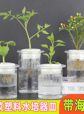 水培蔬菜器皿定植篮加定植棉透明瓶子海绵水培辣椒番茄西红柿花盆