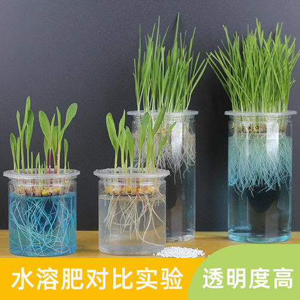小麦水稻玉米水溶肥料营养液发芽实验专用器皿塑料透明对比观察盒