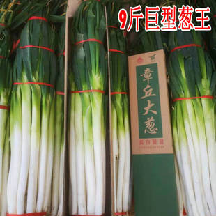 山东章丘大葱高白脆甜5斤9斤包邮礼盒生吃蘸酱精选葱王特级