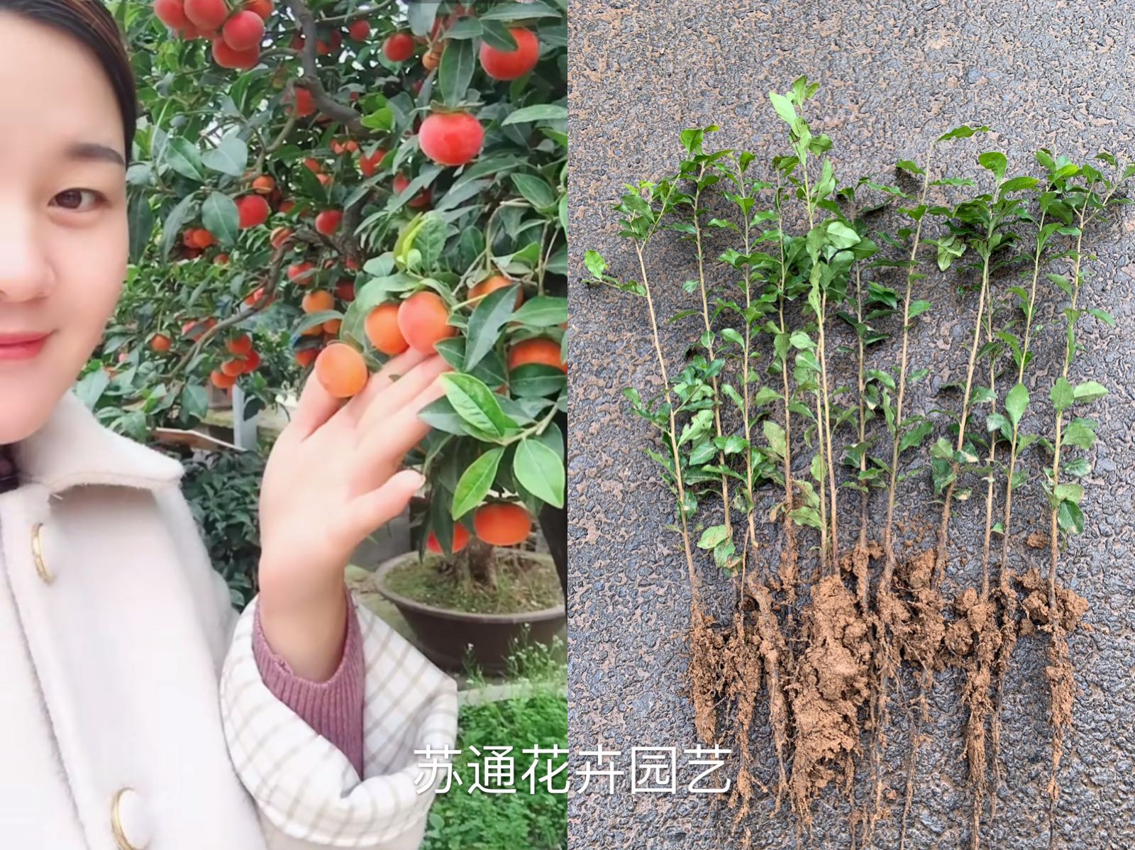 金单弹子小苗金弹子苗金弹子盆景