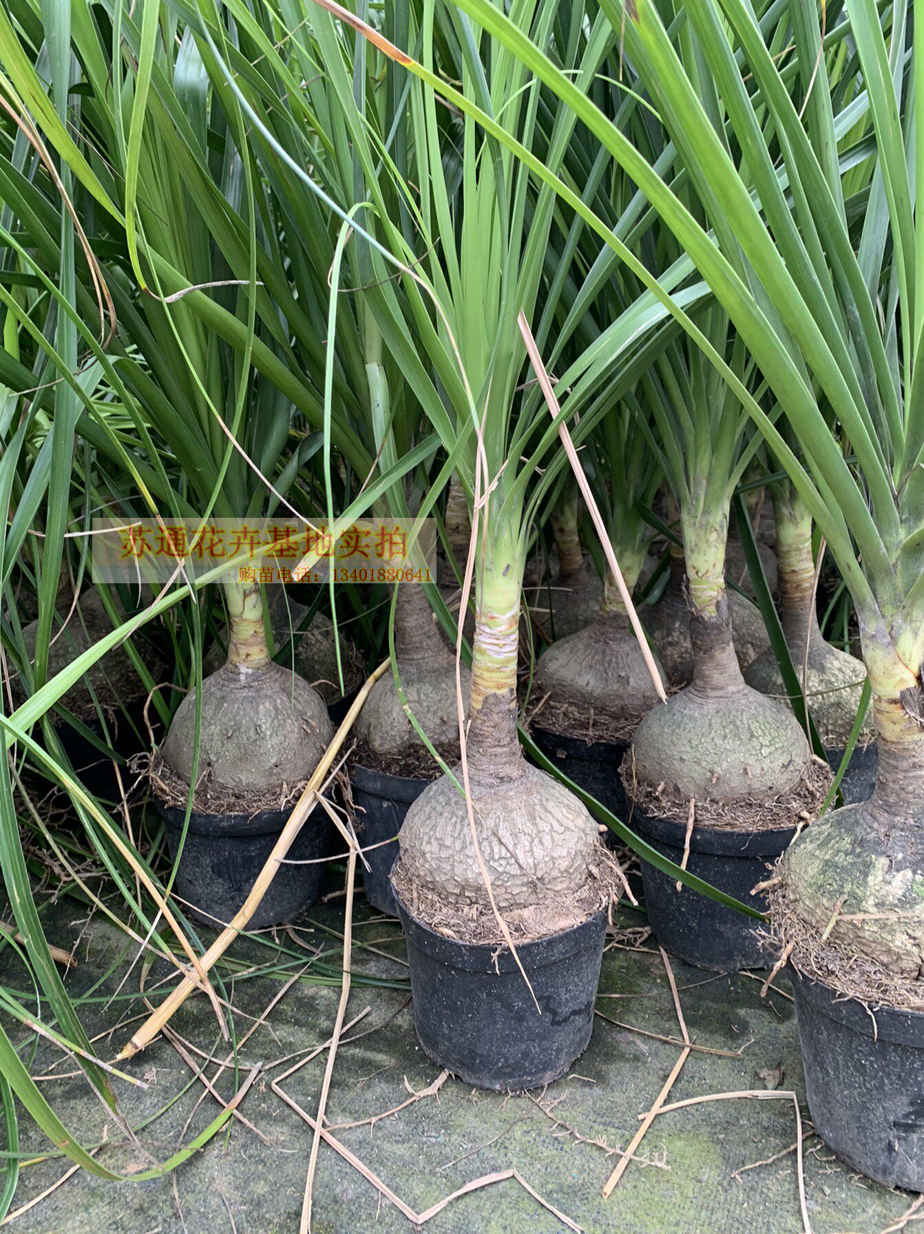 酒瓶兰净化空气观叶盆景绿色植物
