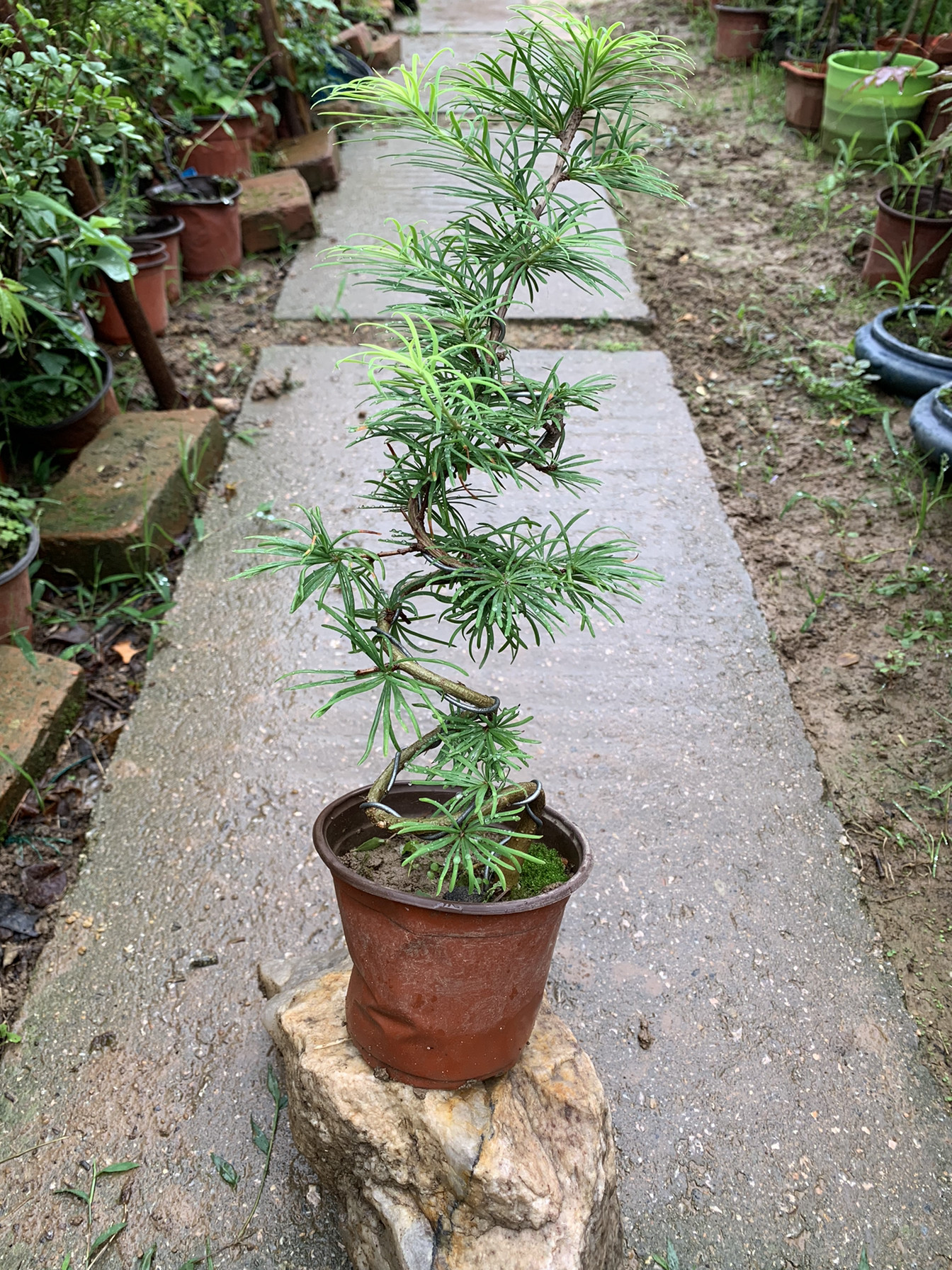 微型 金钱松 盆景 盆栽 树桩 室内 花卉 植物 树苗 小苗 四季常青