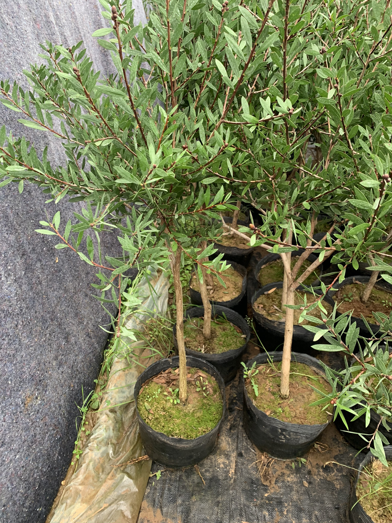 多花红千层盆栽红千层苗 金宝树苗 垂枝红千层 澳洲红千层串钱柳