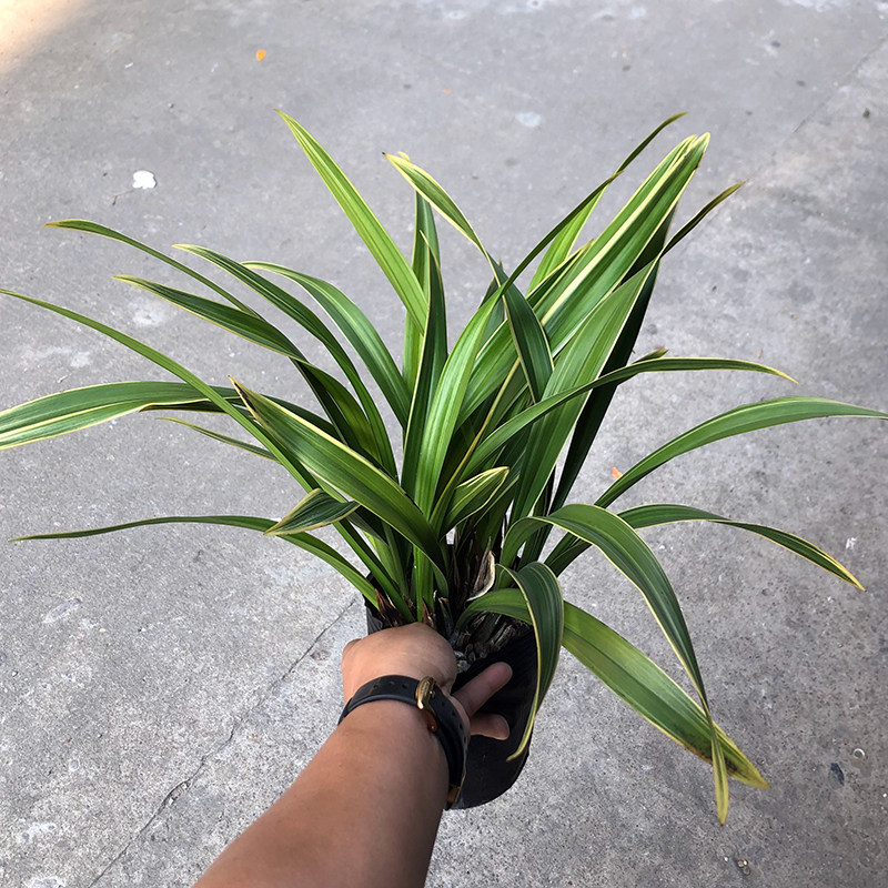 金凤锦墨兰花苗进化品种金边庭院绿植花卉阳台客厅四季带花苞好养