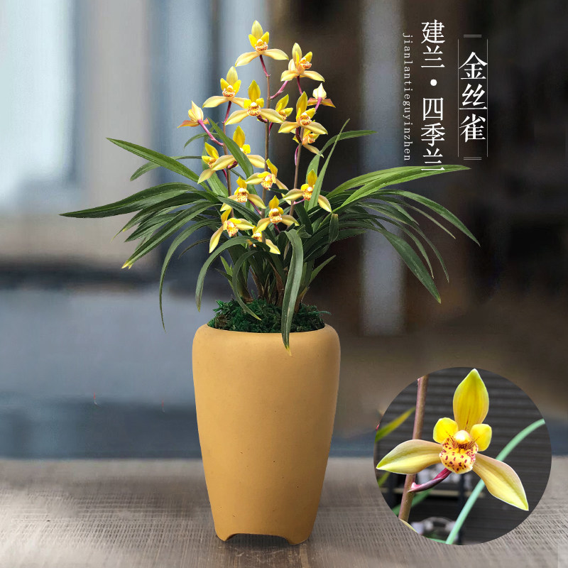 兰花苗盆栽绿植花卉带花苞浓香型矮种阳台室内种植土君子兰金丝雀