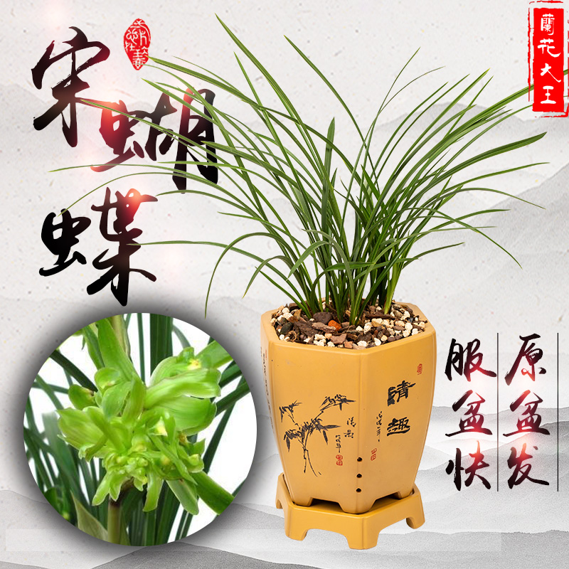 兰花苗春兰余蝴蝶杂交素花建兰