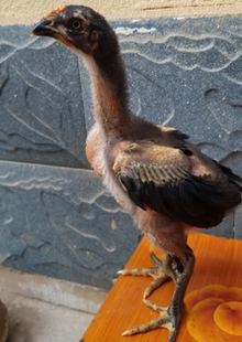 高质量大赛种公打背血统斗鸡苗越南鸡