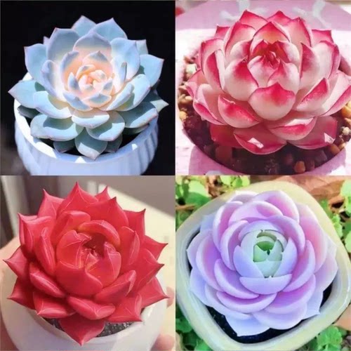 多肉植物新手组合桃蛋纯爱蓝姬莲盆栽好养活耐寒耐热植物