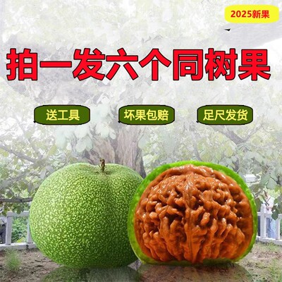 文玩核桃青皮闷尖四座楼麒麟纹官帽白狮子苹果园满天星虎头带绿皮