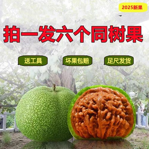 文玩核桃青皮闷尖四座楼麒麟纹官帽白狮子苹果园满天星虎头带绿皮