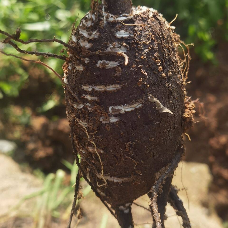 新鲜挖产地入地老鼠钻地老鼠胭脂花头紫茉莉根白古首花头广东煲汤