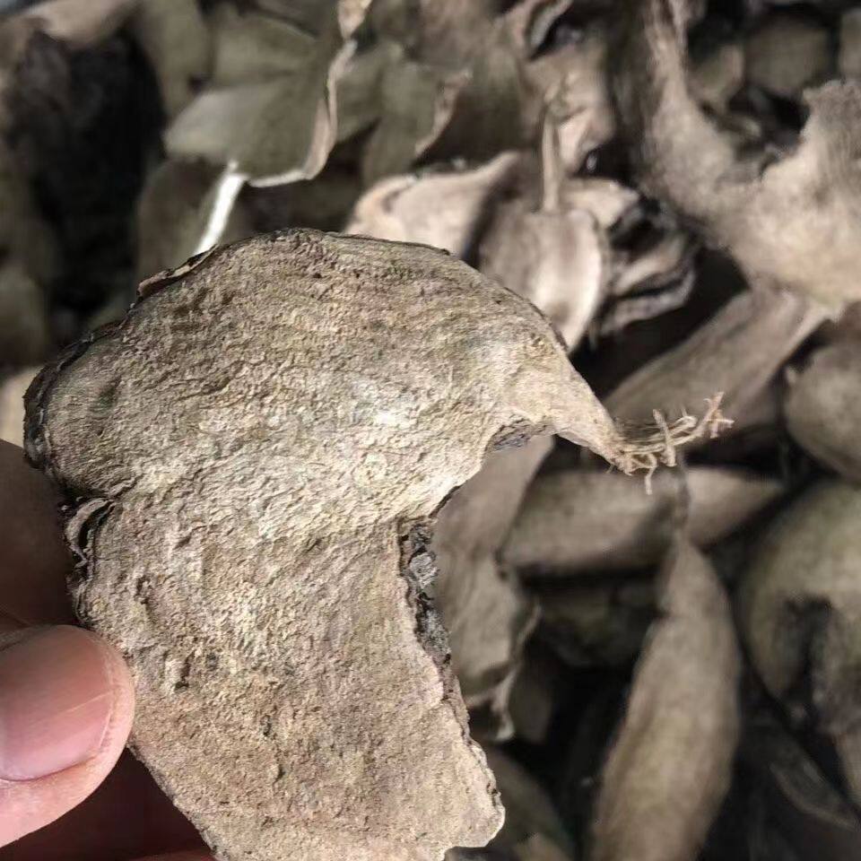新鲜入地老鼠干片中药材紫茉莉根钻地老鼠跟白花参胭脂花根花粉头