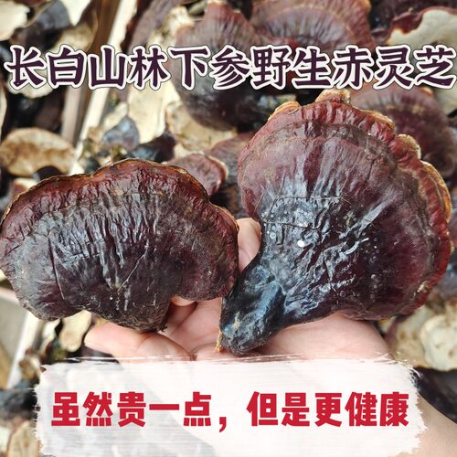 长白山林下野生赤灵芝紫灵芝松山灵芝泡酒煲汤 500克半野生干灵芝