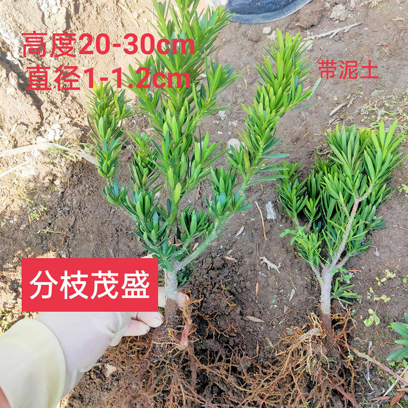 包邮雀舌菊花芯罗汉松 矮桩盆景苗 素材苗绿植造型 四季青 扦插苗,鲜花速递/花卉仿真/绿植园艺,绿植,淘宝优惠券,粉丝福利购,淘宝优惠卷