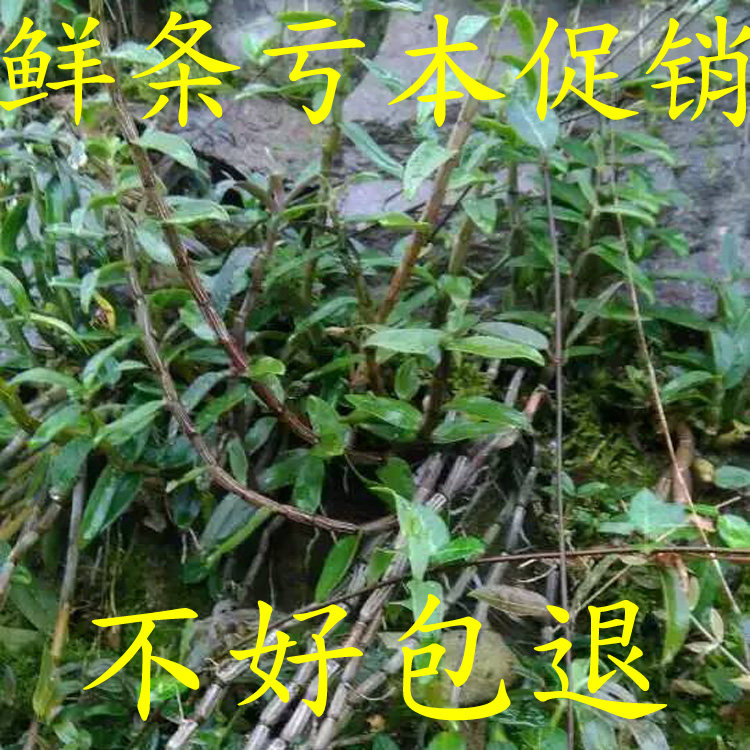 正宗云南文山铁皮石斛鲜条石斛枫斗500克特价包邮