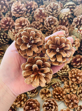 包邮松果装饰手工制作松果松球圣诞松果干花拍摄道具diy材料