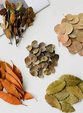 天然树叶干花叶子书签植物拼贴画标本拍摄道具背景幼儿园diy枯叶