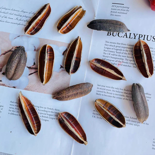 剑麻壳天然植物果壳diy装饰干花手工制作材料松塔松果盒装花束