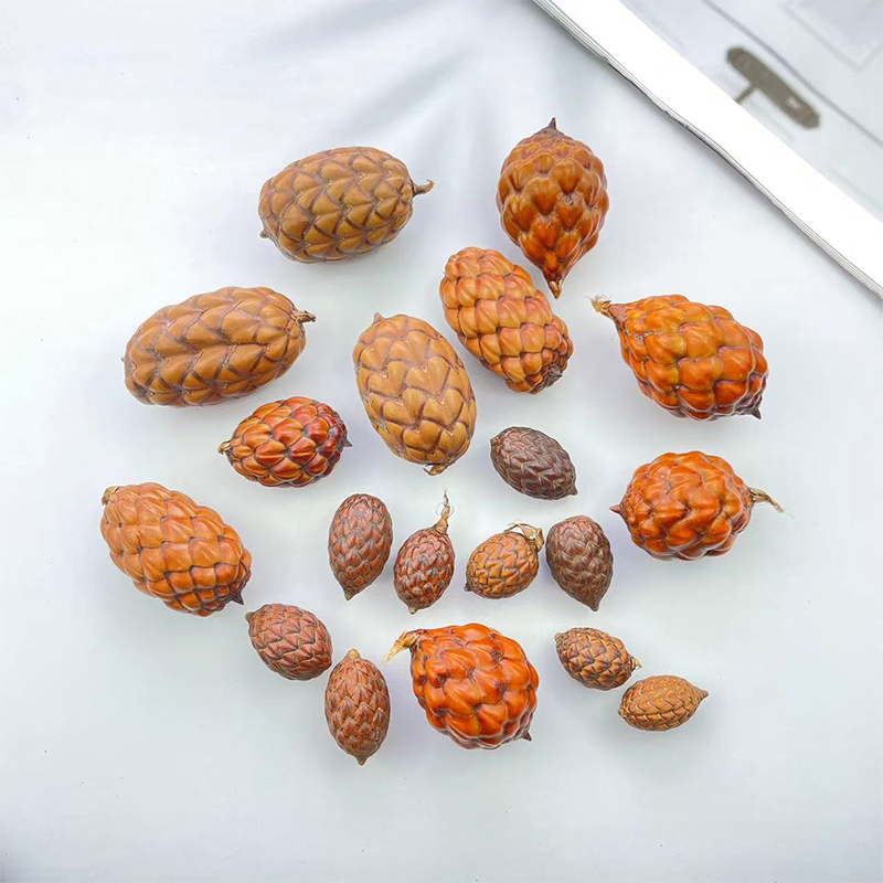 南美酒椰果棕榈科材料手作标本干花亚马逊酒椰罗菲亚椰子植物标本