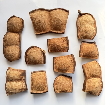 云南大豆荚过江龙榼藤子标本摆件